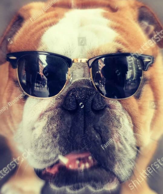 blimeydog